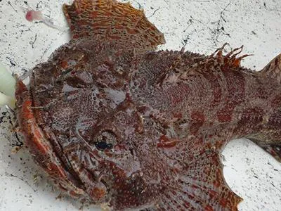 Bigmouth sculpin (Hemitripterus bolini)