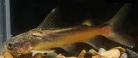 Bigmouth sea catfish (Ketengus typus)
