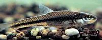 Bigmouth shiner (Notropis dorsalis)