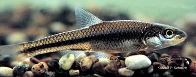 Bigmouth shiner (Notropis dorsalis)