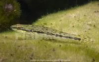 Bigmouth sleeper (Gobiomorus dormitor)
