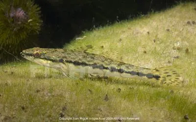 Bigmouth sleeper (Gobiomorus dormitor)