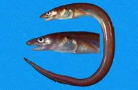 Bignose conger (Rhynchoconger nitens)