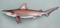 Bignose shark (Carcharhinus altimus)