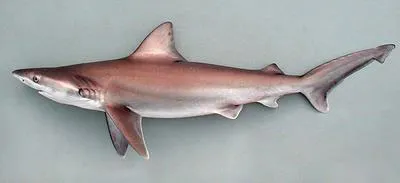 Bignose shark (Carcharhinus altimus)