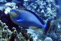 Bignose unicornfish (Naso vlamingii)