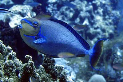 Bignose unicornfish (Naso vlamingii)
