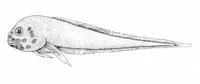 Bigpored snailfish (Paraliparis latifrons)
