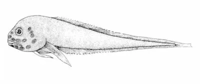 Bigpored snailfish (Paraliparis latifrons)