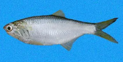 Bigscale anchovy (Anchovia macrolepidota)