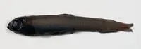 Bigscale deepsea smelt (Melanolagus bericoides)