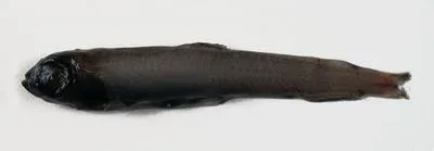 Bigscale deepsea smelt (Melanolagus bericoides)