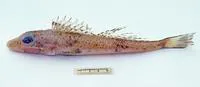 Bigscale flathead (Bembras macrolepis)
