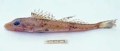 Bigscale flathead (Bembras macrolepis)