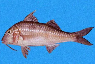 Bigscale goatfish (Pseudupeneus grandisquamis)