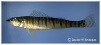 Bigscale logperch (Percina macrolepida)