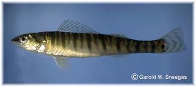 Bigscale logperch (Percina macrolepida)