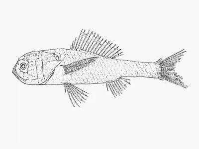 Bigscale (Melamphaes danae)