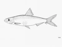 Bigscale pellonuline (Microthrissa congica)
