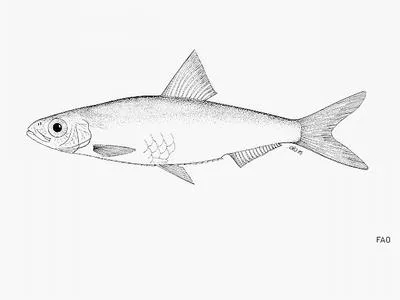 Bigscale pellonuline (Microthrissa congica)