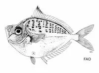 Bigscale ponyfish (Secutor megalolepis)