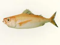 Bigscale rubyfish (Plagiogeneion macrolepis)