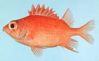 Bigscale squirrelfish (Sargocentron macrosquamis)