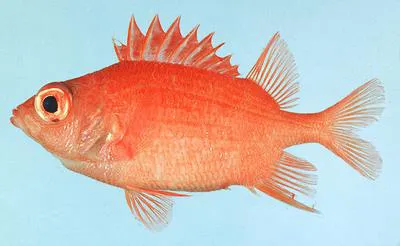 Bigscale squirrelfish (Sargocentron macrosquamis)