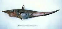 Bigsnout whiptail (Coelorinchus macrorhynchus)