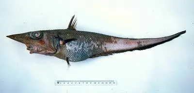 Bigsnout whiptail (Coelorinchus macrorhynchus)