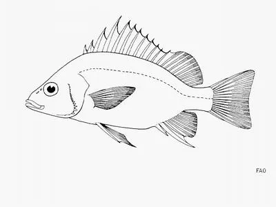 Bigspine grunt (Pomadasys empherus)
