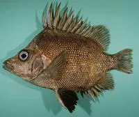 Bigspined boarfish (Pentaceros decacanthus)