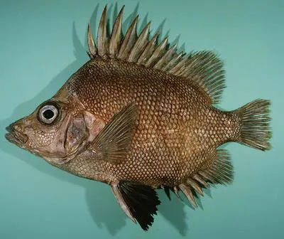 Bigspined boarfish (Pentaceros decacanthus)