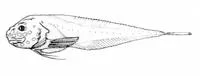 Bigtail snailfish (Osteodiscus cascadiae)