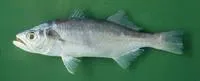 Bigtooth corvina (Isopisthus parvipinnis)