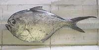 Bigtooth pomfret (Brama orcini)