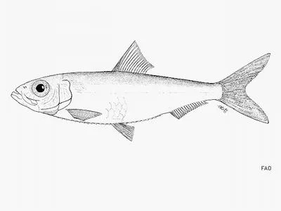 Bigtoothed pellonula (Pellonula vorax)
