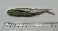 Bigwing halfbeak (Oxyporhamphus micropterus micropterus)