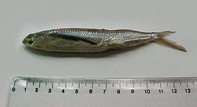 Bigwing halfbeak (Oxyporhamphus micropterus micropterus)