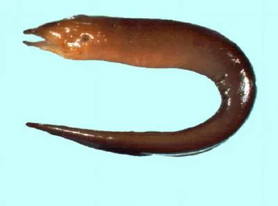 Bikini Atoll moray (Enchelycore bikiniensis)