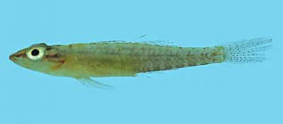 Bilobed ghost goby (Pleurosicya bilobata)