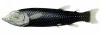 Binocular fish (Winteria telescopa)