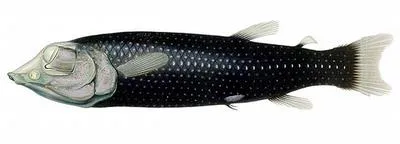 Binocular fish (Winteria telescopa)