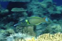 Bird wrasse (Gomphosus varius)