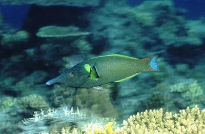 Bird wrasse (Gomphosus varius)
