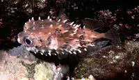 Birdbeak burrfish (Cyclichthys orbicularis)
