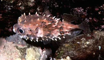 Birdbeak burrfish (Cyclichthys orbicularis)