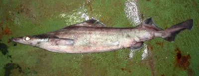 Birdbeak dogfish (Deania calcea)