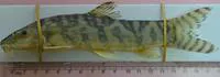 Birdi loach (Botia birdi)