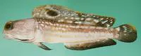 Birdled jawfish (Opistognathus nigromarginatus)